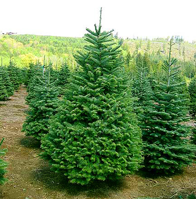  В Крыму новогодние елки будут продаваться со встроенными чипами